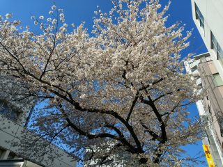 小川諏訪神社の桜