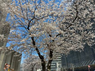 上野公園 桜 開花状況
